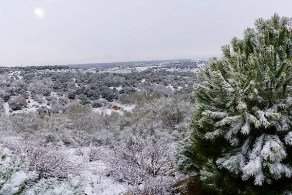 Krajina Rostliny Plné Sněhu Chladném Zimním Dni Spai — Stock fotografie