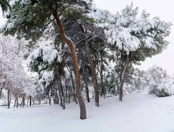 雪景在马德里的一个公园由于暴风雪菲洛米娜 Spai — 图库照片