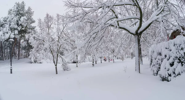 雪景在马德里的一个公园由于暴风雪菲洛米娜 Spai — 图库照片