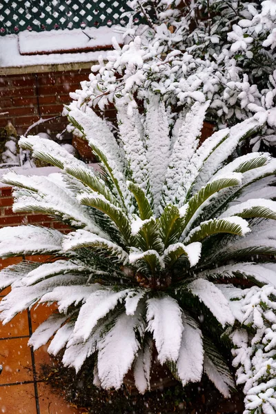 Krajina Rostliny Plné Sněhu Chladném Zimním Dni Spai — Stock fotografie