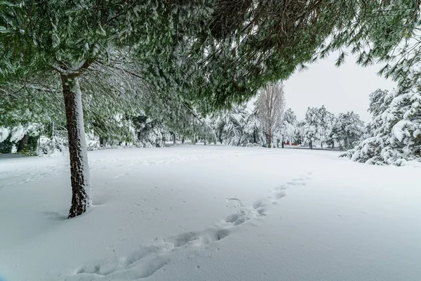 马德里的雪景是由雪暴菲洛米娜造成的 被雪覆盖的树木 Spai — 图库照片
