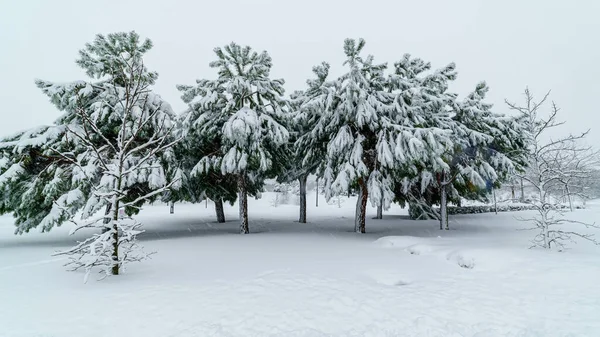 Sněžná Krajina Madridu Kvůli Sněhové Bouři Filomena Park Ulice Stromy — Stock fotografie