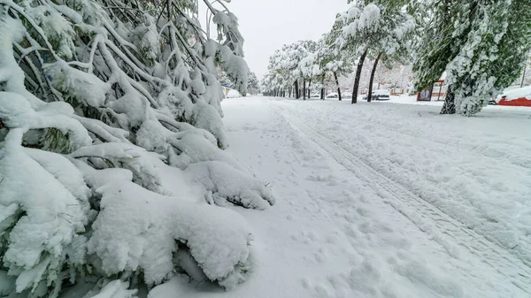 马德里的雪景是由雪暴菲洛米娜造成的 被雪覆盖的树木 Spai — 图库照片