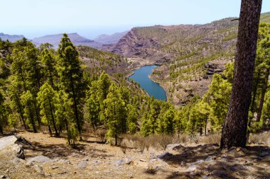 Dağın tepesinden vadiye bak, çam ağaçları ve Gran Canaria adasında suyla birlikte göl. İspanya