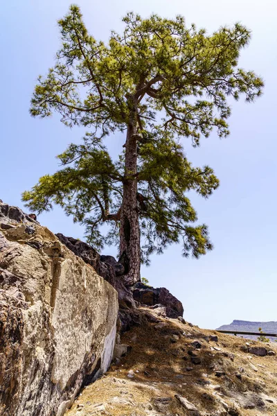 Pinus Raksasa Dari Pulau Gran Canaria Dengan Latar Langit Biru — Stok Foto