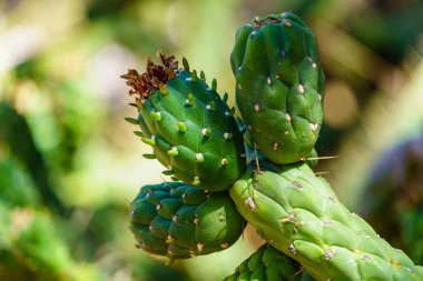 Gran Canaria adasındaki bir botanik bahçesinde kaktüs. Odaklanmamış arkaplanı olan resmi kapat.
