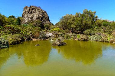Gran Canaria adasında kayaları ve bitkileri olan garip yeşil bir göl. İspanya.