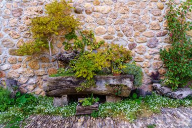 Covarrubias, İspanya 'da bir ortaçağ taş evi cephesinde bitkiler ve çiçekler. Avrupa
