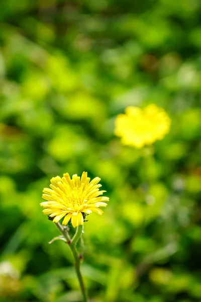 Piccolo Fiore Giallo Selvatico Sfondo Verde Sfocato Sfocatura Spazio Copia — Foto Stock