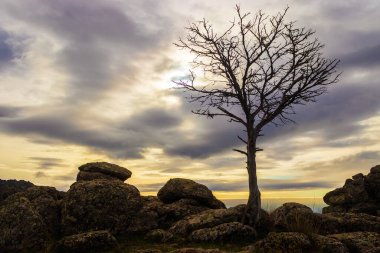 Yapraksız siluet ağacı, gün batımında gökyüzü ve yerde taşlar. Cerro San Pedro. Madrid
