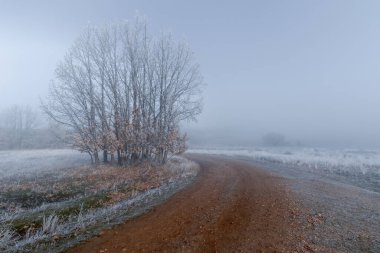 Tamamen donmuş kış manzarası ufukta sis, yerde buz ve bitkiler. Virajlı toprak yol. Segovia, İspanya, Castilla Leon.