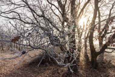 Ağaçlarda buzla kaplı kış manzarası ve dallardan süzülen güneş ışığı. İspanya.