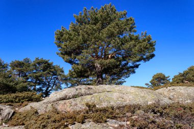 Madrid 'deki Navacerrada dağındaki kayaların arasından çıkan tek bir çam ağacı. Canencia