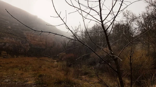 Ağaçların çıplak dalları arasında çiğ taneleri ve ufukta yoğun sis olan kış manzarası. İspanya