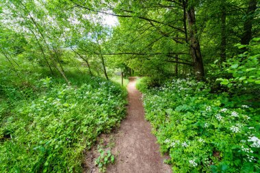Ormanda, beyaz çiçeklerin ve baharda yemyeşil bitkilerin arasında. Romantik bir sahne. Duraton Nehri, Segovia. İspanya.