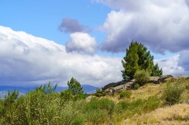 Tarlada uzun çam ağaçları, patikalı Akdeniz ormanı, beyaz bulutlar ve mavi gökyüzü. İspanya,