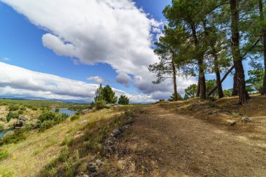 Tarlada uzun çam ağaçları, patikalı Akdeniz ormanı, beyaz bulutlar ve mavi gökyüzü. İspanya,