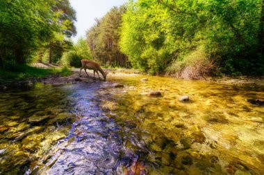 Little deer drinking water from mountain stream with golden colors. Madrid, Spain clipart