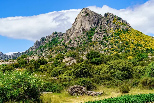 Montagna Rocciosa Parete Verticale Con Piante Verdi Fiori Gialli Pico — Foto Stock