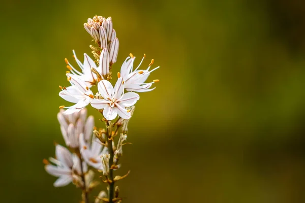 Fiore Bianco Sfondo Verde Sfocato Con Spazio Copia Primavera — Foto Stock