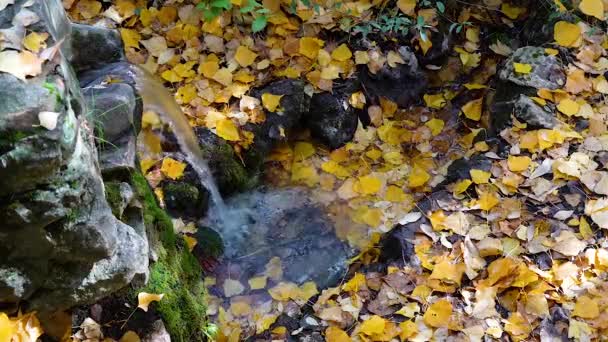 Jesienny Krajobraz Małym Wodospadem Słodką Wodą Spadającą Łóżko Jesiennych Kolorowych — Wideo stockowe