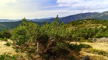 Dağda çam ağacı ananasları. Yeşil arka plan, insan yok. İspanya