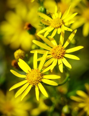 Yeşil arka planda sarı çiçekler, çiçekte böcek arısı ve bulanıklık. Kır çiçekleri