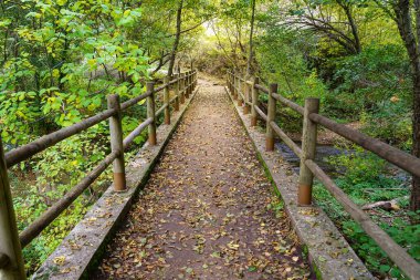 Ağaçlar ve ahşap çitler arasındaki patikalı sonbahar manzarası. Yere düşen yapraklar. İspanya