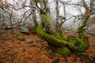 Dalları, taşları, kayaları ve ağaçları olan kayın manzarası. Büyülü orman. İspanya