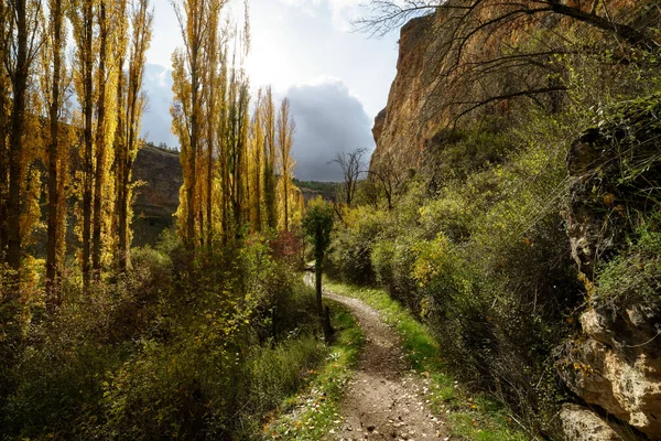 Paesaggio Autunnale Con Sole Dalla Fronte Alla Retroilluminazione Foglie Terra — Foto Stock