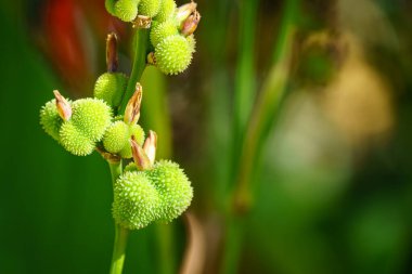 Odaklanmamış yeşil arka planda sarı yabani bitki. Arka plan ve kopyalama alanı. Bahçe.