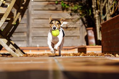 Jack Russell Terrier köpeği ağzında tenis topuyla kameraya doğru koşuyor. Hayvanla çeviklik oyunları. Çalınıyor.