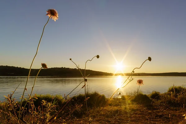 Landscape at sunrise with wild plants and sun rays reflecting off the lake water, blue sky and golden sparkles. Spain.