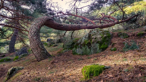 strange tree in the forest, growing lying on the ground, curving its trunk. Madrid.