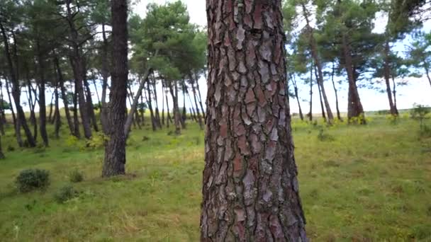Floresta Pinheiros Mediterrânica Árvores Altas Plantas Silvestres Natureza Verde Verão — Vídeo de Stock