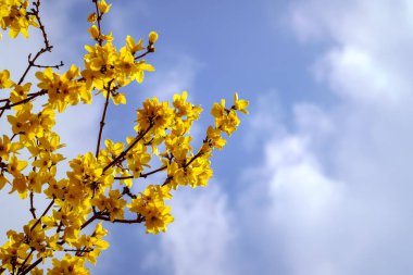 Mavi arka planda sarı çiçekler ve baharda beyaz bulutlar. Renkli resim. Arkaplan.