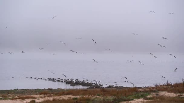 Molti Gabbiani Che Volano Sulla Riva Lago Con Nebbia Ambiente — Video Stock