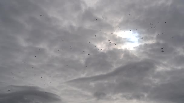 Sępy Lecące Pochmurnym Niebie Zachodem Słońca Horyzoncie Stado Drapieżnych Ptaków — Wideo stockowe