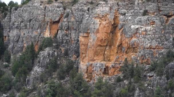 Många Gamar Svävar Längs Stenig Klippa Duratonflodens Ravin Segovia Spanien — Stockvideo