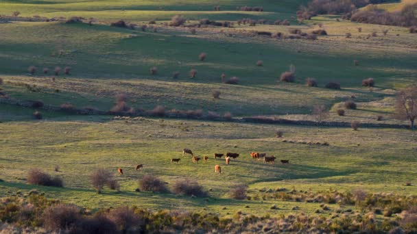 Zachód Słońca Górach Małymi Wioskami Zboczu Góry Krowy Gospodarstwa Rolne — Wideo stockowe