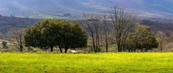 Paysage Verdoyant Panoramique Avec Prairie Fleurs Jaunes Arbres Verts Madrid — Photo