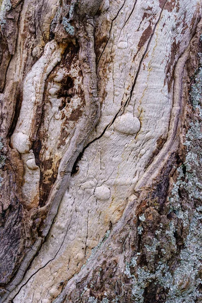 非常に古い木の幹 木や抽象的な方法で木の樹皮のテクスチャ スペイン — ストック写真