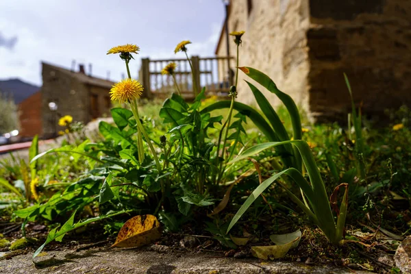 Détail Fleurs Sauvages Dans Vieux Jardin Village Pierre Hiruela Madrid — Photo