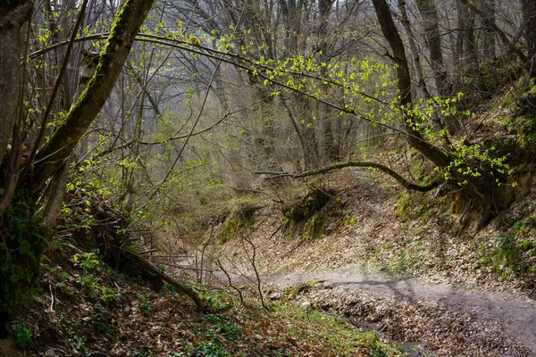 Paisaje Otoñal Idílico Con Árboles Con Ramas Desnudas Camino Cubierto — Foto de Stock