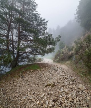 Ormanda taş yolu ve büyük ağaçlarla kaplı sisli bir arazi. Navacerrada. 