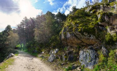 Ormanda çam ağaçları ve gökyüzünde güneş ışınları olan büyük kayaların arasındaki yol. Guadarrama Madrid. İspanya.