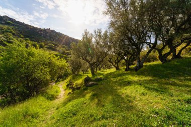 Yeşil zeytin ağaçları, yeşil çimenler ve dalların arasına giren güneş ışığı manzarası. 