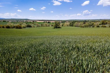 Mısır gevreği tarlaları mavi gökyüzü ve beyaz bulutlarla doğada yetişir. Castilla İspanya.