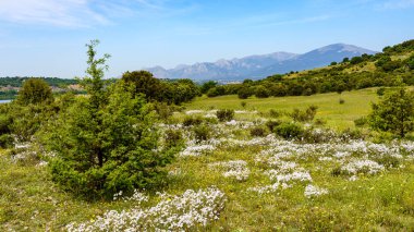 Arkasında beyaz ve sarı kır çiçekleri ve dağlar olan panoramik kırsal bölge. Guadarrama.