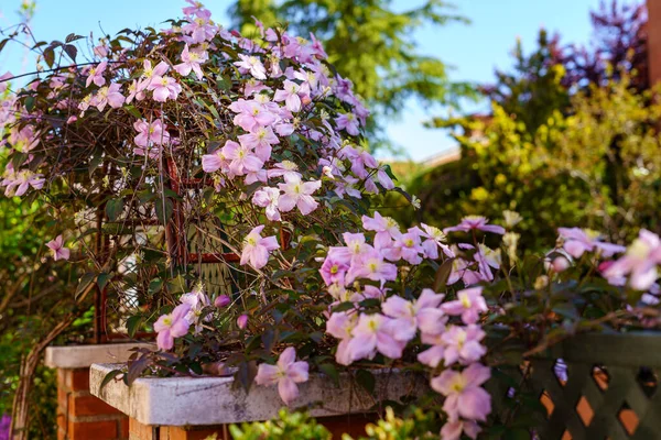 粉红的花朵爬上了花园的篱笆 马德里 — 图库照片